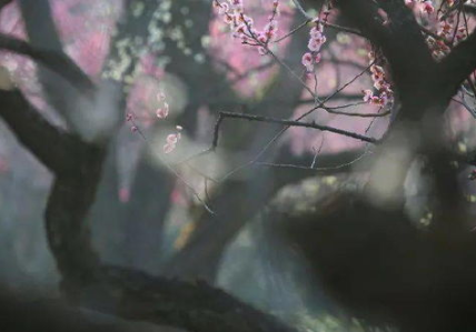 白居易所作的《梦微之》，表达了对旧友的深深思念